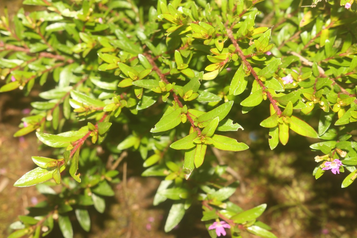 Cuphea hyssopifolia Kunth